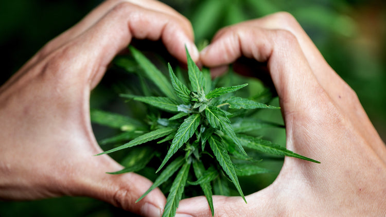 PURE CBD Resale